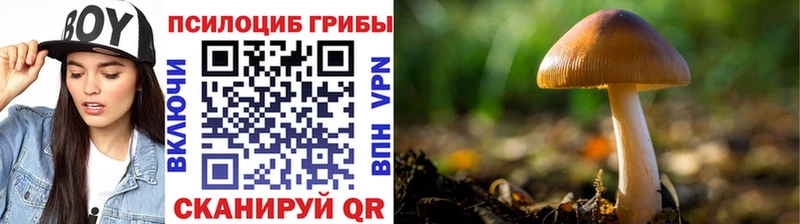 Псилоцибиновые грибы GOLDEN TEACHER  цена   Меленки 